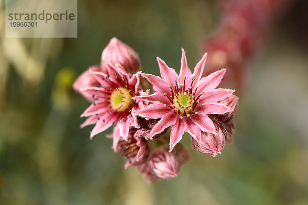 Close-up einer Hauswurzblüte