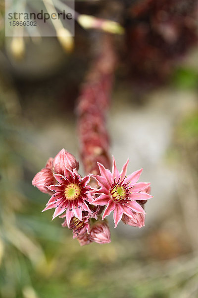 Close-up einer Hauswurzblüte