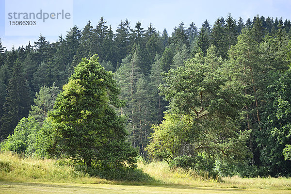 Waldkiefer auf einer Wiese neben einem Wald  Bayern  Deutschland