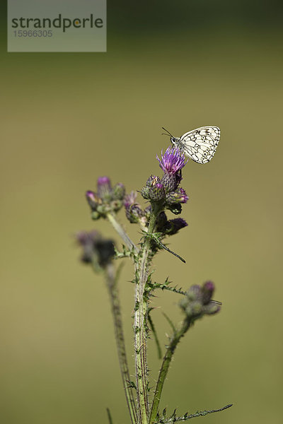 Schachbrettfalter auf einer Acker-Kratzdistel