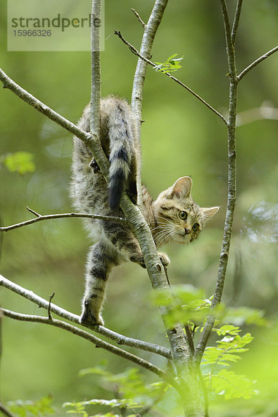 Wildkatze auf einem Baum im Bayerischen Wald  Deutschland