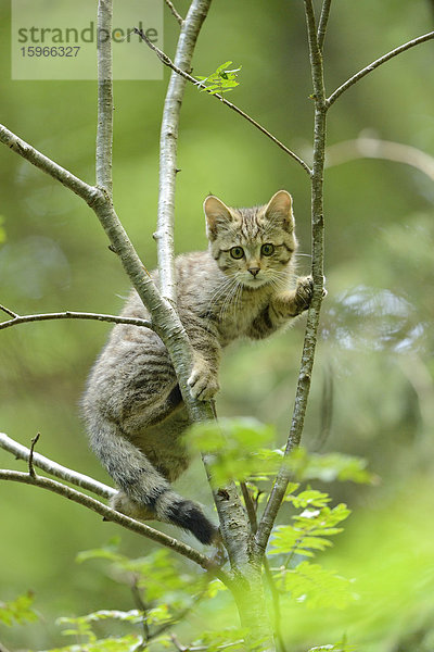 Wildkatze auf einem Baum im Bayerischen Wald  Deutschland