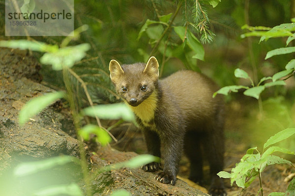 Junger Baummarder im Bayerischen Wald  Deutschland