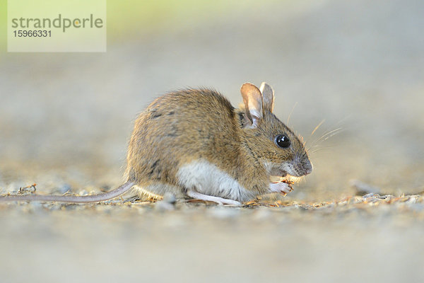 Waldmaus auf einem Weg im Bayerischen Wald  Deutschland