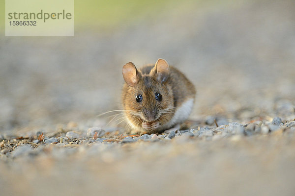 Waldmaus auf einem Weg im Bayerischen Wald  Deutschland