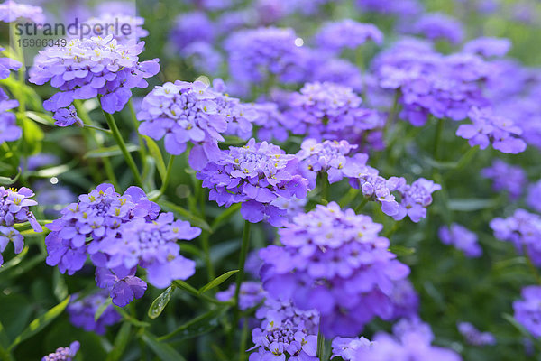 Blüten der Doldigen Schleifenblume  close-up