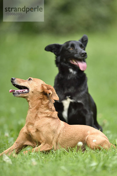 Zwei Mischlingshunde auf einer Wiese