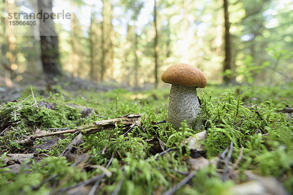 Birken-Rotkappe im Wald