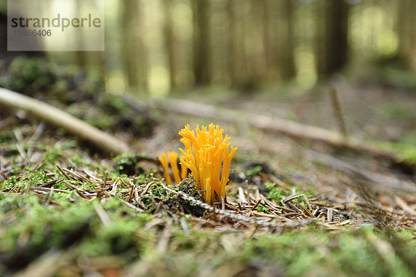 Klebriger Hörnling im Wald