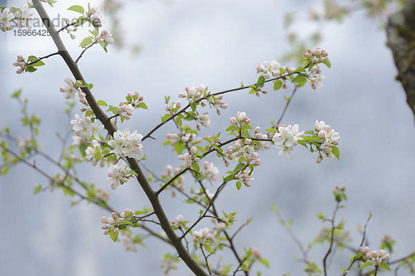 Blühender Apfelbaum