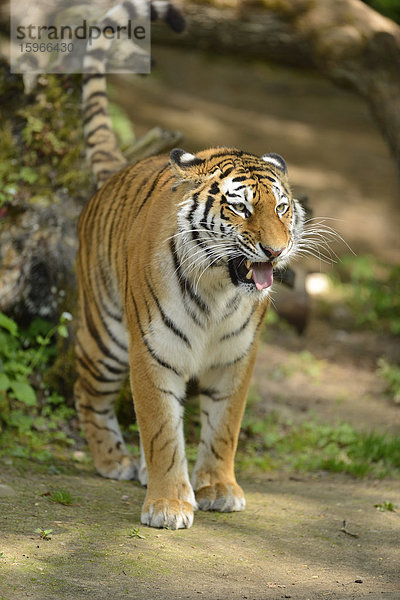 Sibirischer Tiger in einem Zoo