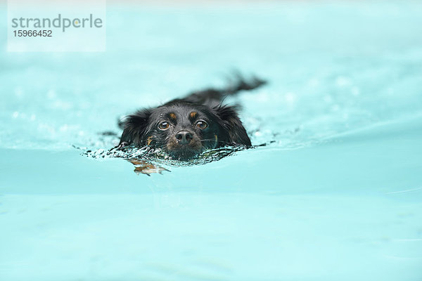 Mischlingshund schwimmt in einem Schwimmbecken