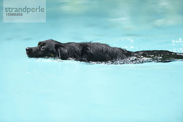 Mischlingshund schwimmt in einem Schwimmbecken