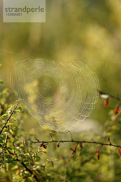 Nahaufnahme eines Spinnenetzes mit Tautropfen