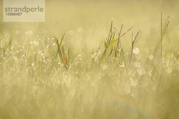 Grashalme mit Wassertropfen auf einer Wiese