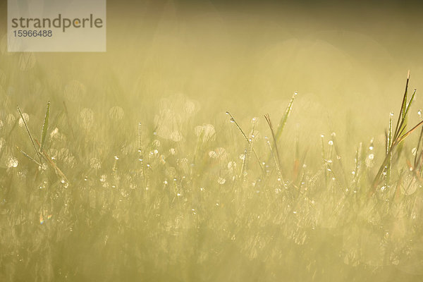 Grashalme mit Wassertropfen auf einer Wiese