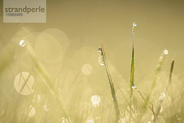 Grashalme mit Wassertropfen auf einer Wiese