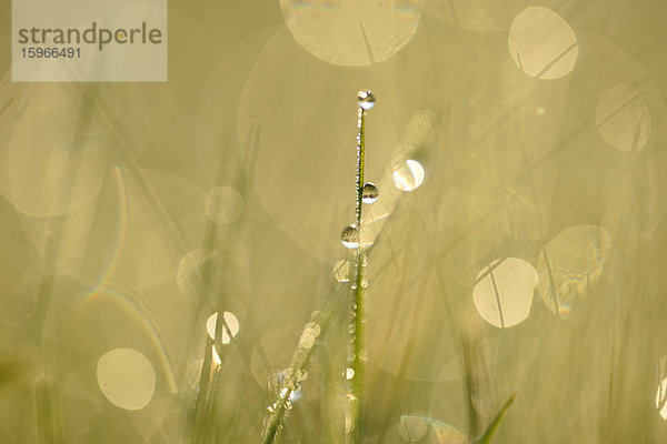 Grashalme mit Wassertropfen auf einer Wiese