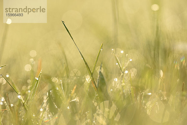 Grashalme mit Wassertropfen auf einer Wiese