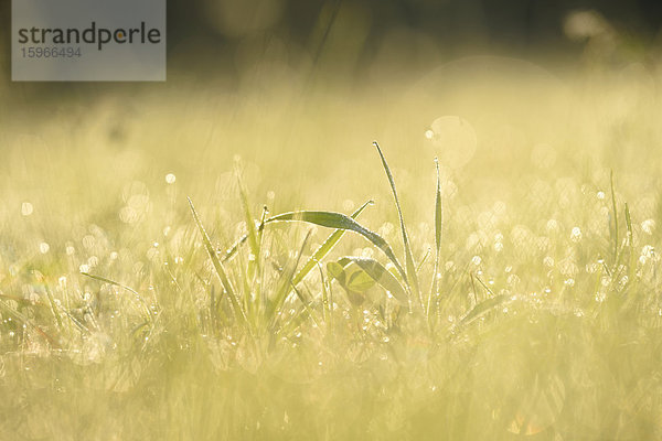 Grashalme mit Wassertropfen auf einer Wiese