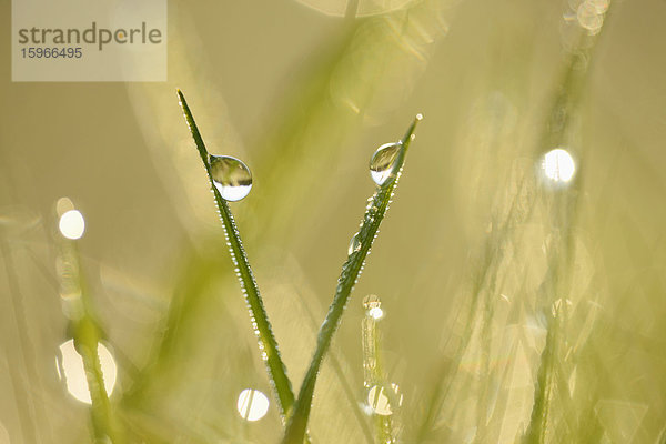 Grashalme mit Wassertropfen auf einer Wiese