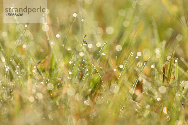 Grashalme mit Wassertropfen auf einer Wiese