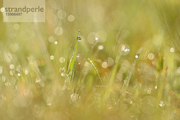 Grashalme mit Wassertropfen auf einer Wiese