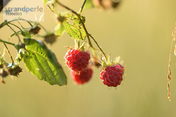 Himbeeren am Strauch