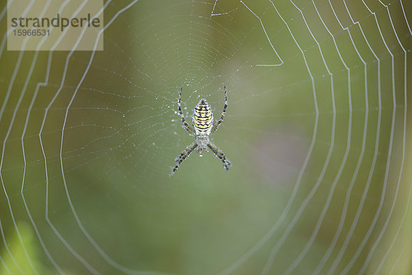 Nahaufnahme einer Spinne im Spinnenetz mit Tautropfen