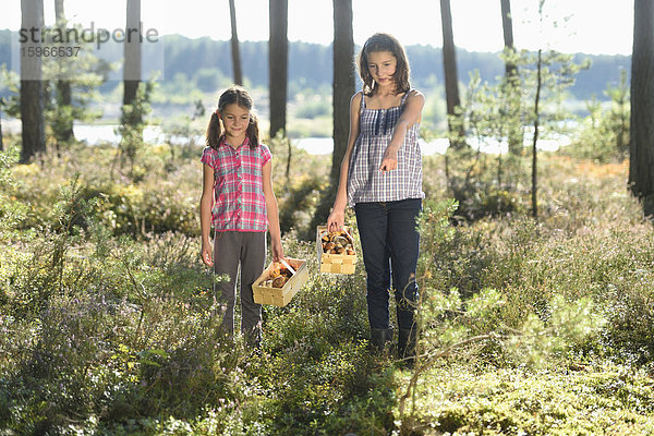 Zwei Schwestern sammeln Pilze in einem Kiefernwald