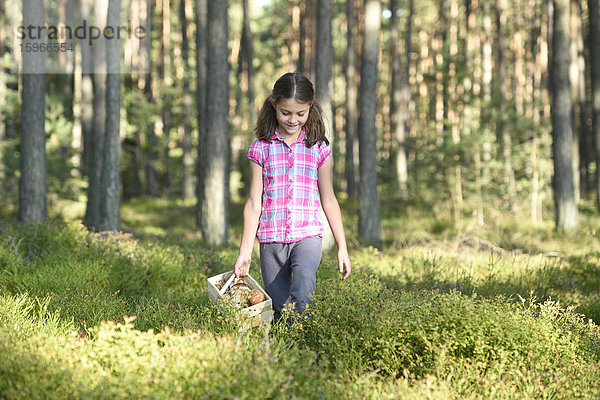 Mädchen sammelt Pilze in einem Kiefernwald