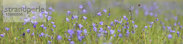 Zwerg-Glockenblumen auf einer Wiese