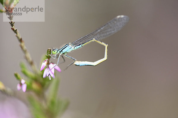 Hufeisen-Azurjungfer auf einer Erica-Blüte