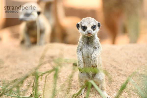 Zwei junge Erdmännchen