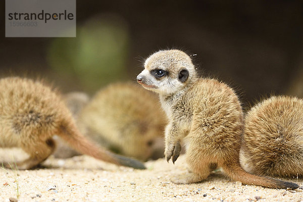 Junge Erdmännchen