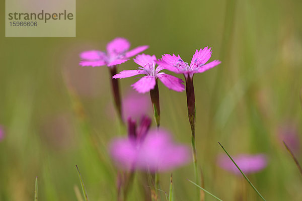 Nahaufnahme einer Heide-Nelke