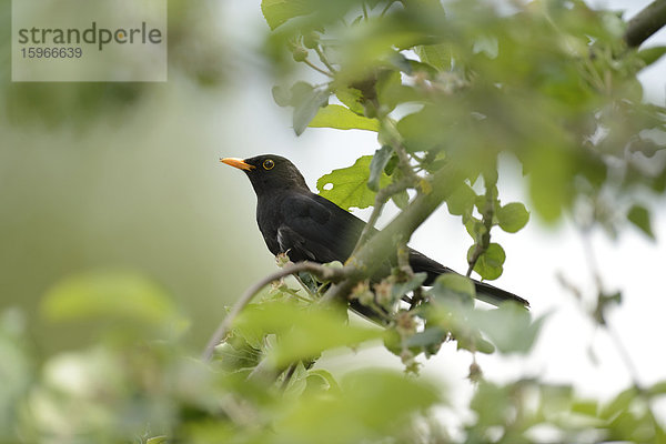 Amsel auf einem Zweig