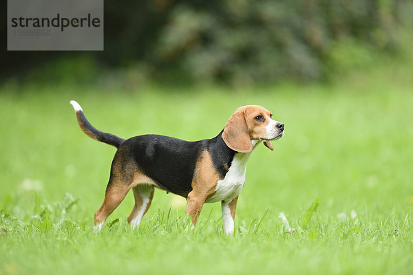 Beagle im Garten  Oberpfalz  Bayern  Deutschland  Europa