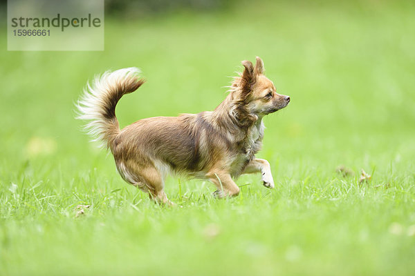 Chihuahua auf einer Wiese  Oberpfalz  Bayern  Deutschland  Europa