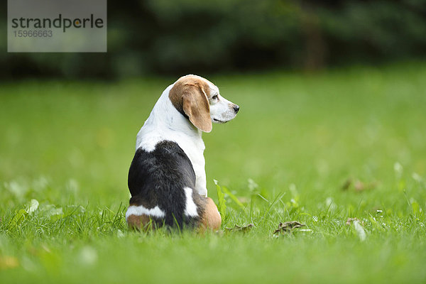 Beagle im Garten  Oberpfalz  Bayern  Deutschland  Europa