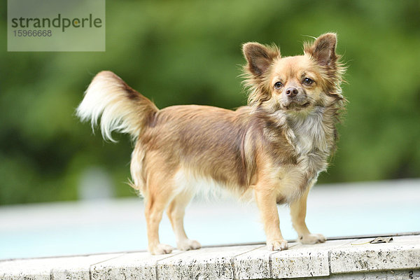 Chihuahua im Garten  Oberpfalz  Bayern  Deutschland  Europa