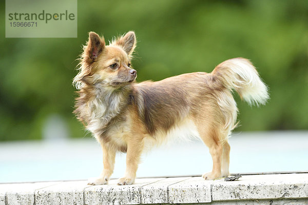 Chihuahua im Garten  Oberpfalz  Bayern  Deutschland  Europa