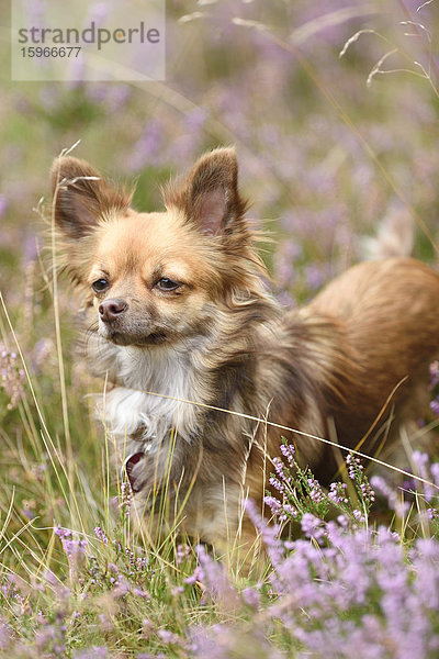 Chihuahua auf einer Wiese mit Heidekraut  Oberpfalz  Bayern  Deutschland  Europa