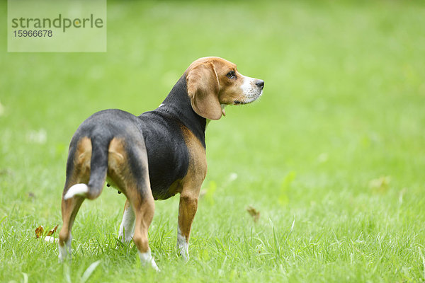 Beagle auf Wiese  Oberpfalz  Bayern  Deutschland  Europa