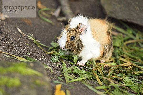 Hausmeerschweinchen  Cavia porcellus  Bayern  Deutschland  Europa