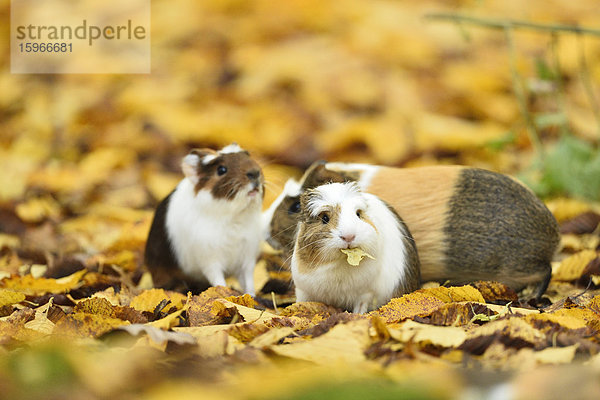 Drei Hausmeerschweinchen  Cavia porcellus  Bayern  Deutschland  Europa