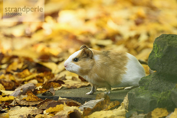 Hausmeerschweinchen  Cavia porcellus  Bayern  Deutschland  Europa