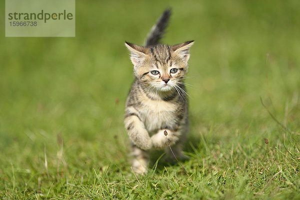 Hauskatzen-Jungtier läuft auf einer Wiese