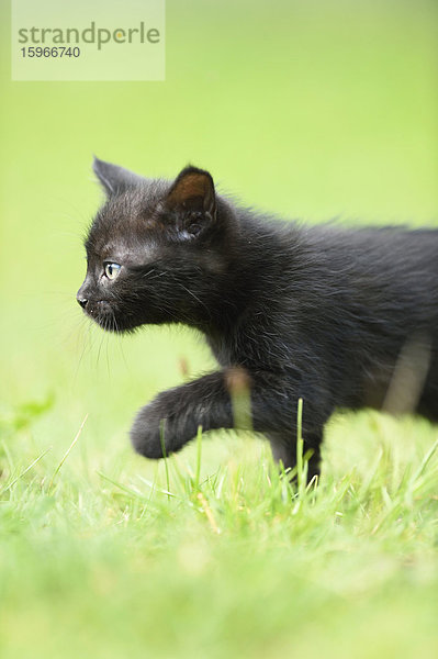 Schwarzes Katzenjunges auf einer Wiese