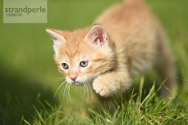 Hauskatzen-Jungtier auf einer Wiese